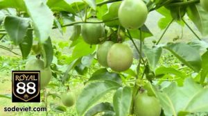 Mơ thấy quả chanh có ý nghĩa gì