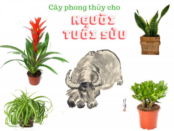 Cây phong thủy tuổi Sửu mang lại may mắn cho gia chủ