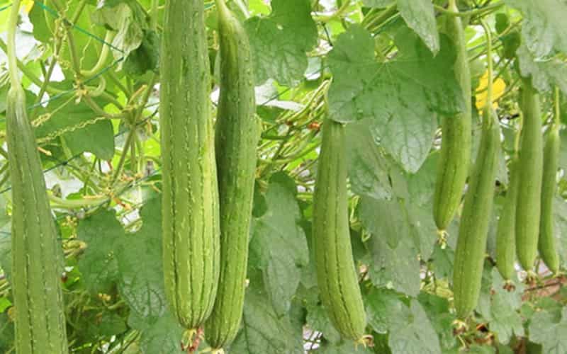 Giải mã giấc mơ - Mơ thấy quả mướp đánh số gì Giải mã giấc mơ - Mơ thấy quả mướp đánh số gì