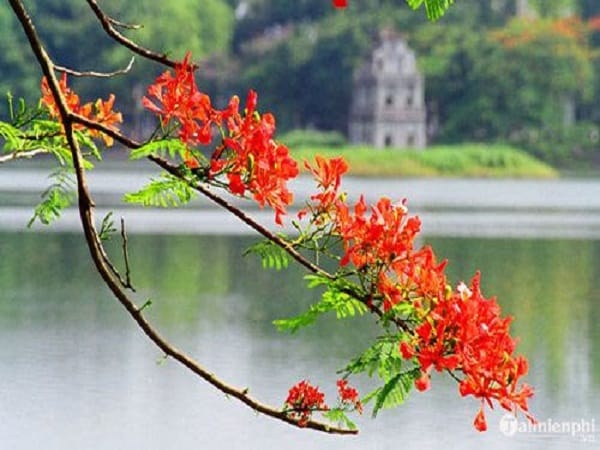 Khám phá các mùa trong năm: Mùa hè - Nét rực rỡ của nắng vàng và sức sống mãnh liệt