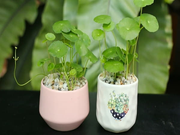 Phòng làm việc là vị trí nên đặt cây đồng tiền phong thủy