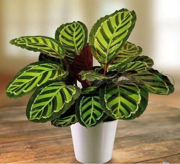 Các loại cây trồng trong nhà theo phong thủy có cây đuôi công