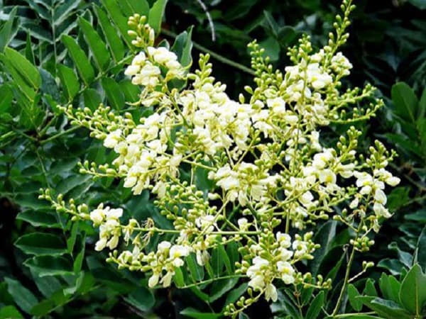 Ý nghĩa phong thủy sâu sắc của cây hoa hòe