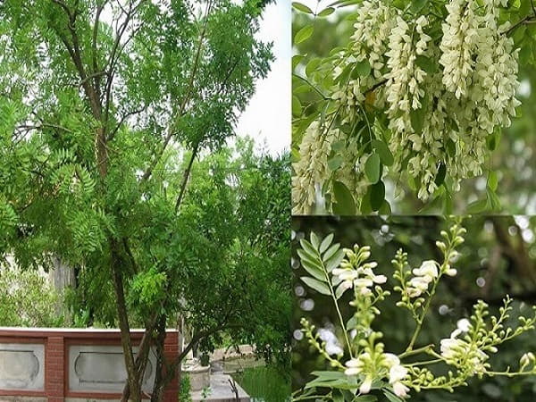 Vị trí đặt cây hoa hòe phong thủy để phát huy tối đa tác dụng