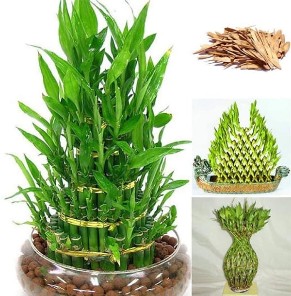 cây phát tài là cây tài lộc trong phong thủy