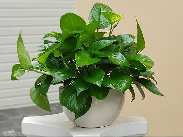 cây trầu bà là cây tài lộc phong thủy