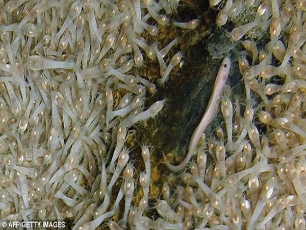 Vai trò của tôm mù Rimicaris hybisae trong hệ sinh thái biển sâu